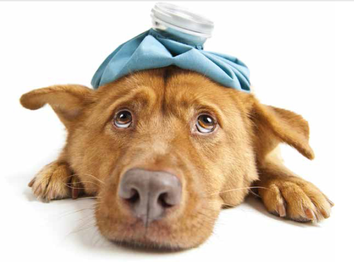 Soins et entretien : petits maux des animaux