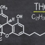 Acheter Une hormone naturelle pour limiter l’addiction au cannabis Une hormone naturelle pour limiter l’addiction au cannabis