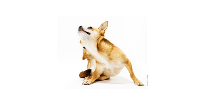 Puces, punaises, gales : la chasse aux parasites est ouverte