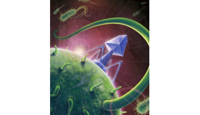 Acheter Les phages, une arme de destruction des bactéries Les phages, une arme de destruction des bactéries