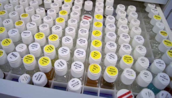 Voyage au cœur d’un granule