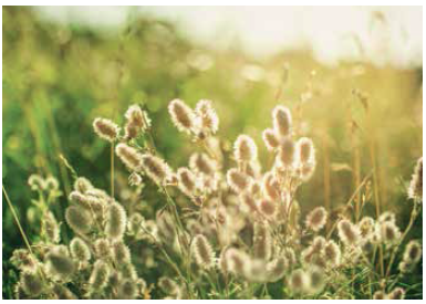 Ces plantes qui luttent contre le vieillissement