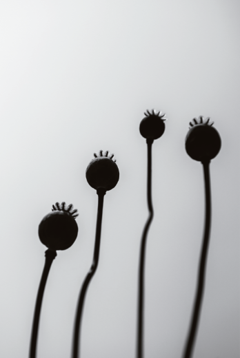 Cancer : le point sur les opiacés