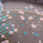 Acheter Pour ou contre : Les probiotiques pour prévenir les mycoses vaginales ? Pour ou contre : Les probiotiques pour prévenir les mycoses vaginales ?