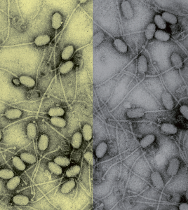 Quelle sera la pharmacopée du futur ?