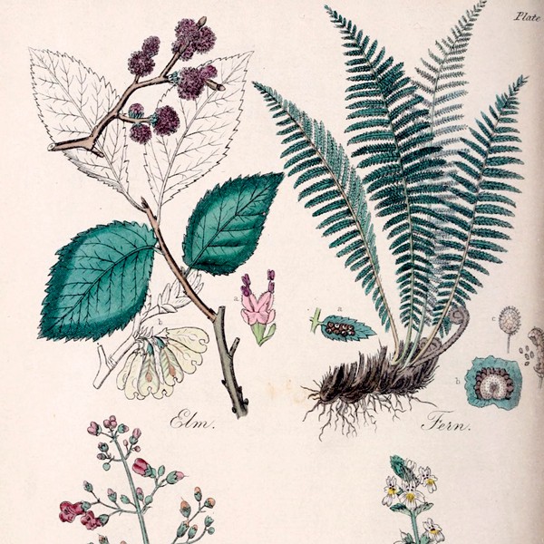 Plantes médicinales : vers un assouplissement du monopole pharmaceutique ?