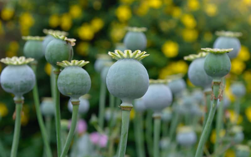 Opiacés : des médicaments sous surveillance