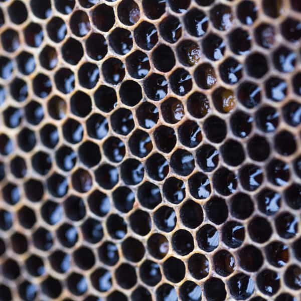 La propolis&nbsp;: joyau de la ruche