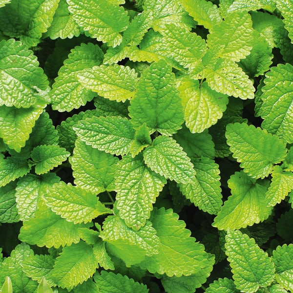 La phytothérapie au secours des troubles du sommeil