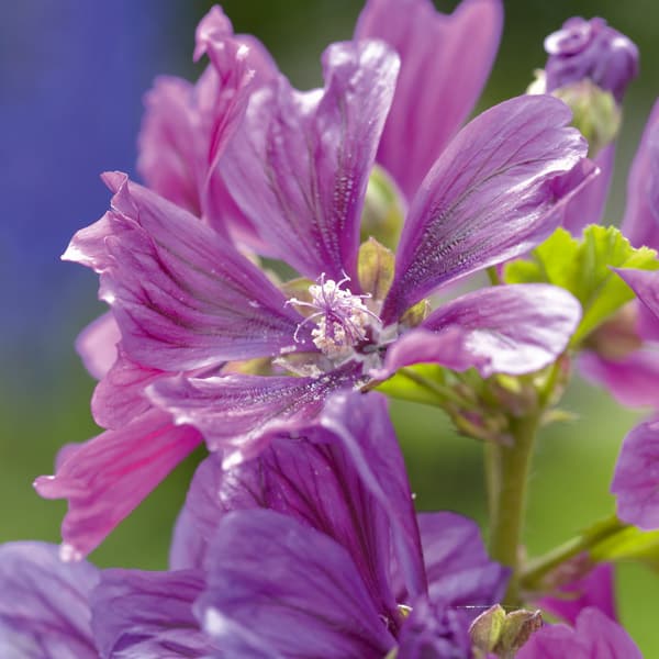 La mauve sylvestre : merveilleuse plante antitussive