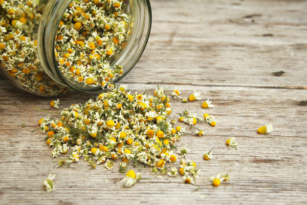 La divine camomille allemande