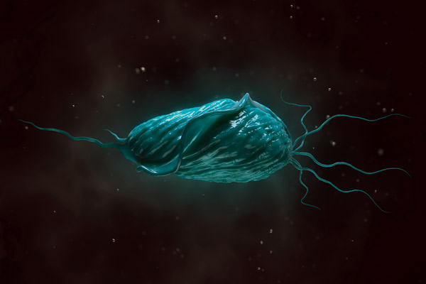 Infection à Trichomonas vaginalis