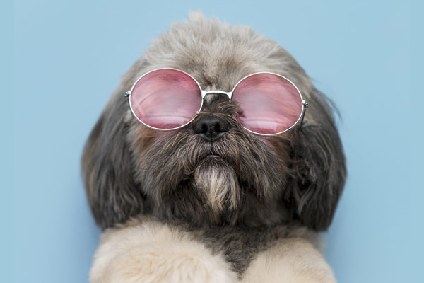 Un marché qui a du chien&nbsp;!