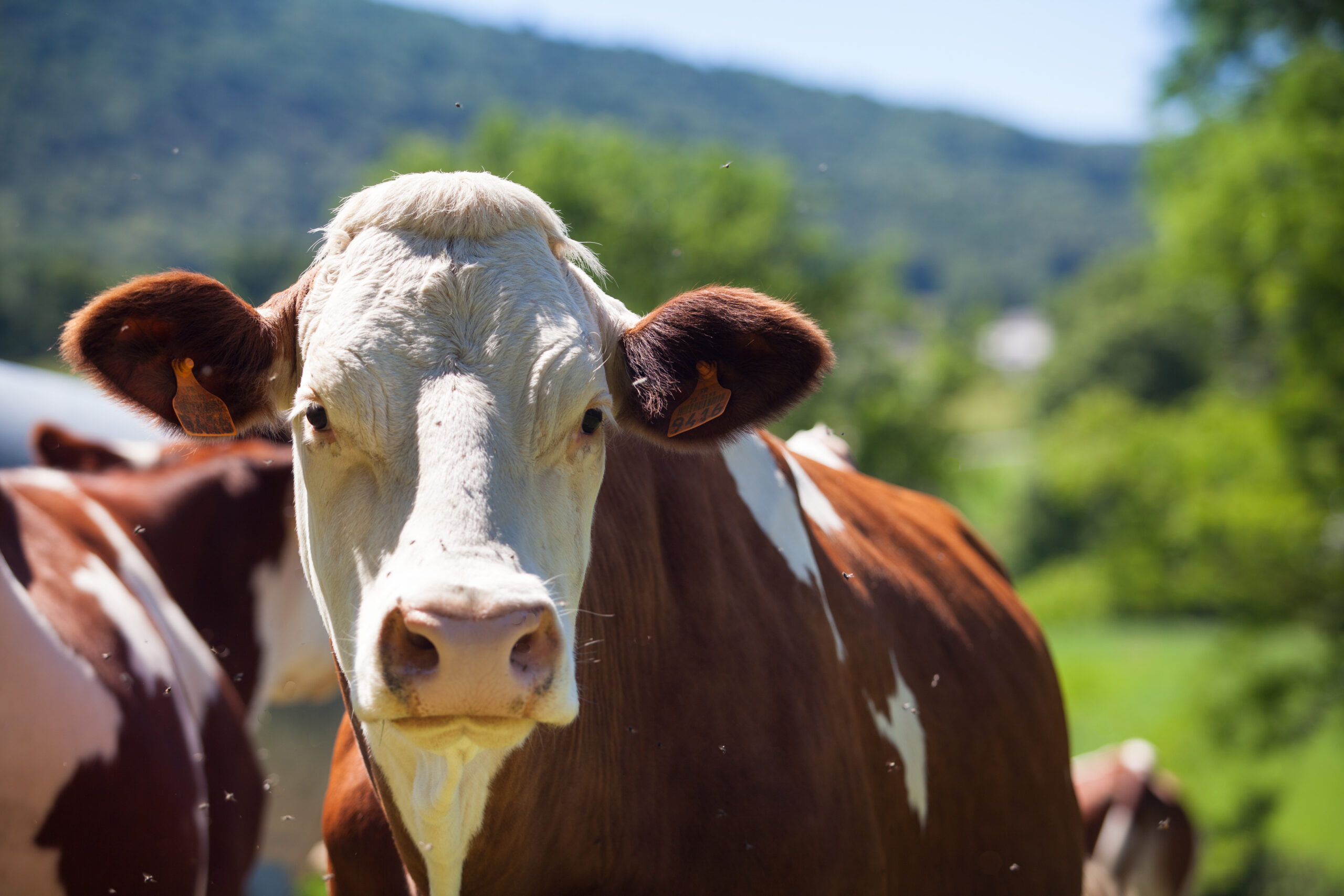Allergie aux protéines de lait de vache : pas une fatalité !